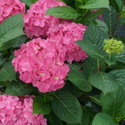 Let's Dance ¡Arriba!™ Bigleaf Hydrangea -Green Haven Shop hydrangea lets dance arriba 4