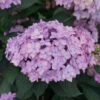 Let's Dance Can Do!® Bigleaf Hydrangea -Green Haven Shop hydrangea lets dance can do 2