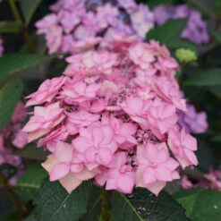 Let's Dance Can Do!® Bigleaf Hydrangea -Green Haven Shop hydrangea lets dance can do 3