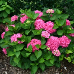 Let's Dance® Rave® Bigleaf Hydrangea -Green Haven Shop hydrangea lets dance rave 3