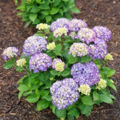 Let's Dance® Rave® Bigleaf Hydrangea -Green Haven Shop hydrangea lets dance rave 8