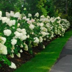 'Limelight' Panicle Hydrangea 14 'Limelight' Panicle Hydrangea -Green Haven Shop hydrangea limelight 10