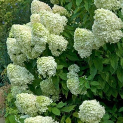 Hydrangeas For Cut Flowers Collection -Green Haven Shop hydrangea limelight 2 ae398252 d135 4393 8f62 2c9311897d12
