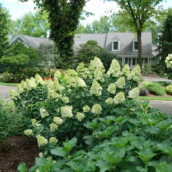Limelight Prime® Panicle Hydrangea -Green Haven Shop hydrangea limelight prime 1