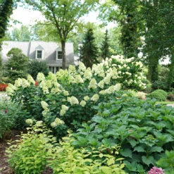 Limelight Prime® Panicle Hydrangea -Green Haven Shop hydrangea limelight prime 6