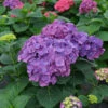 Let's Dance Big Band® Bigleaf Hydrangea -Green Haven Shop hydrangea macrophylla lets dance big band 1