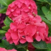 Wee Bit Giddy® Bigleaf Hydrangea 1 Wee Bit Giddy® Bigleaf Hydrangea -Green Haven Shop hydrangea macrophylla wee bit giddy 1