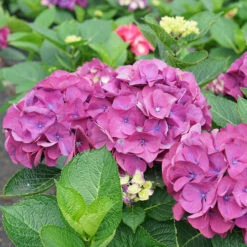 Wee Bit Giddy® Bigleaf Hydrangea -Green Haven Shop hydrangea macrophylla wee bit giddy 2