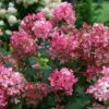 Fire Light® Panicle Hydrangea -Green Haven Shop hydrangea paniculata fire light 1 sw