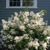 Little Quick Fire® Panicle Hydrangea -Green Haven Shop hydrangea paniculata quick fire 1