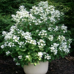 Little Quick Fire® Panicle Hydrangea -Green Haven Shop hydrangea paniculata quick fire 2