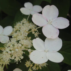 Little Quick Fire® Panicle Hydrangea -Green Haven Shop hydrangea paniculata quick fire 3