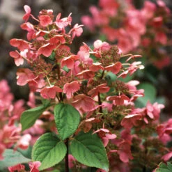Little Quick Fire® Panicle Hydrangea -Green Haven Shop hydrangea paniculata quick fire 4