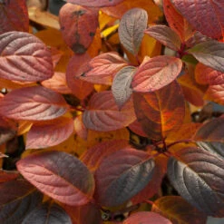 Little Quick Fire® Panicle Hydrangea -Green Haven Shop hydrangea paniculata quick fire 5