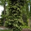 Climbing Hydrangea -Green Haven Shop hydrangea petiolaris 1 sw