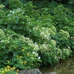 Climbing Hydrangea -Green Haven Shop hydrangea petiolaris 3 sw