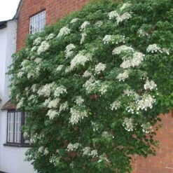 Climbing Hydrangea -Green Haven Shop hydrangea petiolaris 4 sw