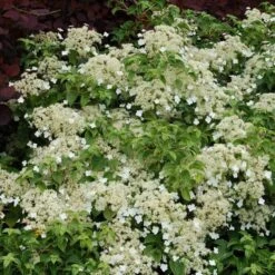 Climbing Hydrangea -Green Haven Shop hydrangea petiolaris 5 sw