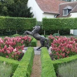 Pinky Winky® Panicle Hydrangea -Green Haven Shop hydrangea pinky winky 3