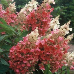 Pinky Winky® Panicle Hydrangea -Green Haven Shop hydrangea pinky winky 4