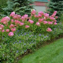 Vanilla Strawberry® Panicle Hydrangea -Green Haven Shop hydrangea vanilla strawberry 10