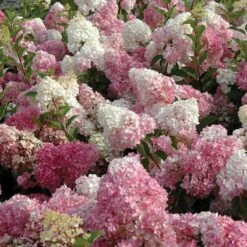 Vanilla Strawberry® Panicle Hydrangea -Green Haven Shop hydrangea vanilla strawberry 3