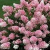 Vanilla Strawberry® Panicle Hydrangea 2 Vanilla Strawberry® Panicle Hydrangea -Green Haven Shop hydrangea vanilla strawberry 4