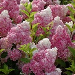 Vanilla Strawberry® Panicle Hydrangea -Green Haven Shop hydrangea vanilla strawberry 6