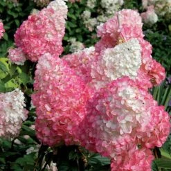 Vanilla Strawberry® Panicle Hydrangea -Green Haven Shop hydrangea vanilla strawberry 7