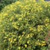 Sunny Boulevard® St. John's Wort -Green Haven Shop hypericum sunny boulevard 1