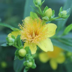 Sunny Boulevard® St. John's Wort -Green Haven Shop hypericum sunny boulevard 2