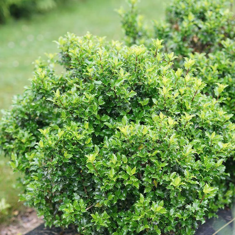 Castle Keep® Blue Holly 3 Castle Keep® Blue Holly