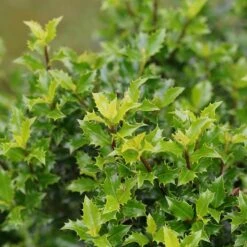 Castle Keep® Blue Holly 6 Castle Keep® Blue Holly -Green Haven Shop ilex castle keep 3 sw