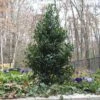 Castle Spire® Blue Holly 2 Castle Spire® Blue Holly -Green Haven Shop ilex castle spire 1 sw