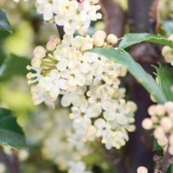 Castle Wall® Blue Holly -Green Haven Shop ilex castle wall 3 sw