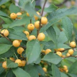 Berry Heavy® Gold Winterberry Holly -Green Haven Shop ilex verticillata berry heavy gold 2 aa81198c 24bb 4b32 877a 85fd13c13220 sw