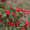 Little Goblin® Red Winterberry Holly 1 Little Goblin® Red Winterberry Holly -Green Haven Shop ilex verticillata little goblin red 3
