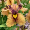 'Yarai' Iris -Green Haven Shop irispseudata japaneseiris yarai