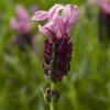 Javelin Forte™ Deep Rose Spanish Lavender -Green Haven Shop javelin forte deep rose spanish lavender