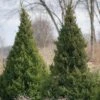 Gin Fizz® Juniper 1 Gin Fizz® Juniper -Green Haven Shop juniperus gin fizz 1 sw