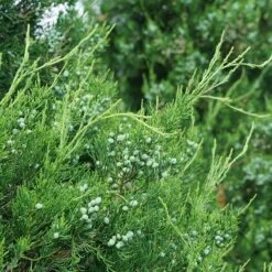 Gin Fizz® Juniper -Green Haven Shop juniperus gin fizz 3 sw