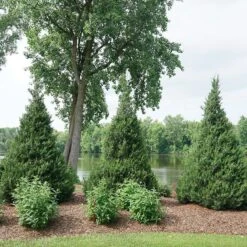 Gin Fizz® Juniper -Green Haven Shop juniperus gin fizz 4 sw