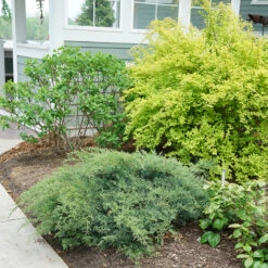 Montana Moss® Juniper -Green Haven Shop juniperus montana moss 3