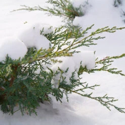 Montana Moss® Juniper -Green Haven Shop juniperus montana moss 4
