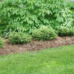 Tortuga® Juniper -Green Haven Shop juniperus tortuga 3