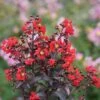 Center Stage® Red Crapemyrtle -Green Haven Shop lagerstroemia center stage red 1 sw