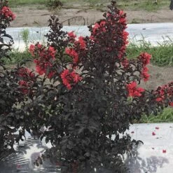 Center Stage® Red Crapemyrtle -Green Haven Shop lagerstroemia center stage red 2 sw