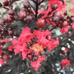 Center Stage® Red Crapemyrtle -Green Haven Shop lagerstroemia center stage red 3 sw