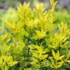 Sicilian Sunshine® Bay Laurel 2 Sicilian Sunshine® Bay Laurel -Green Haven Shop laurus sicilian sunshine 1