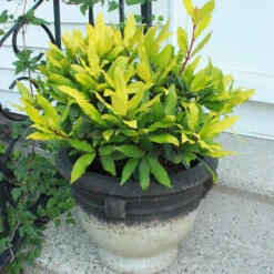 Sicilian Sunshine® Bay Laurel -Green Haven Shop laurus sicilian sunshine 3